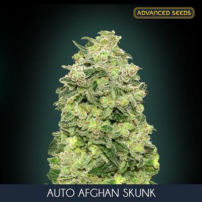 AUTO AFGHAN SKUNK (3+1) AS