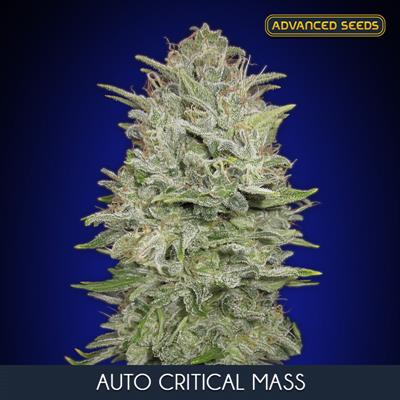 AUTO CRITICAL MASS (3+1) AS