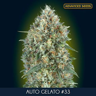 AUTO GELATO #33 (3+1) AS