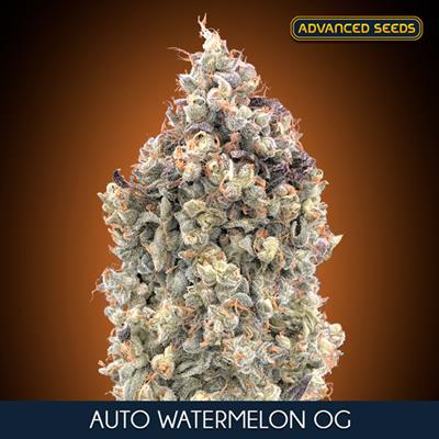 AUTO WATTERMELON OG (5+2)