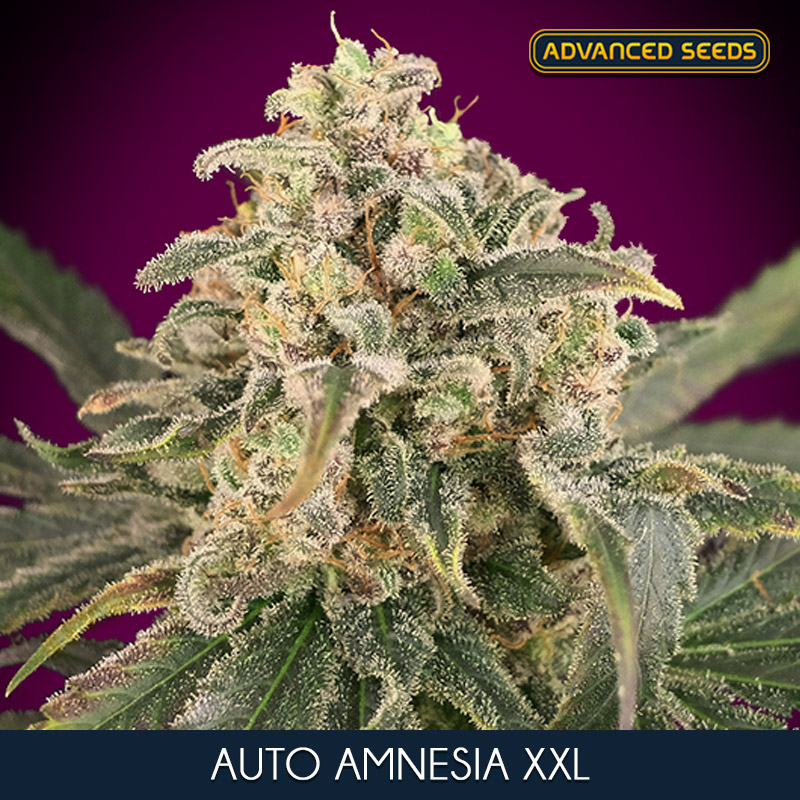 AUTO AMNESIA XXL (5 y 2) AS