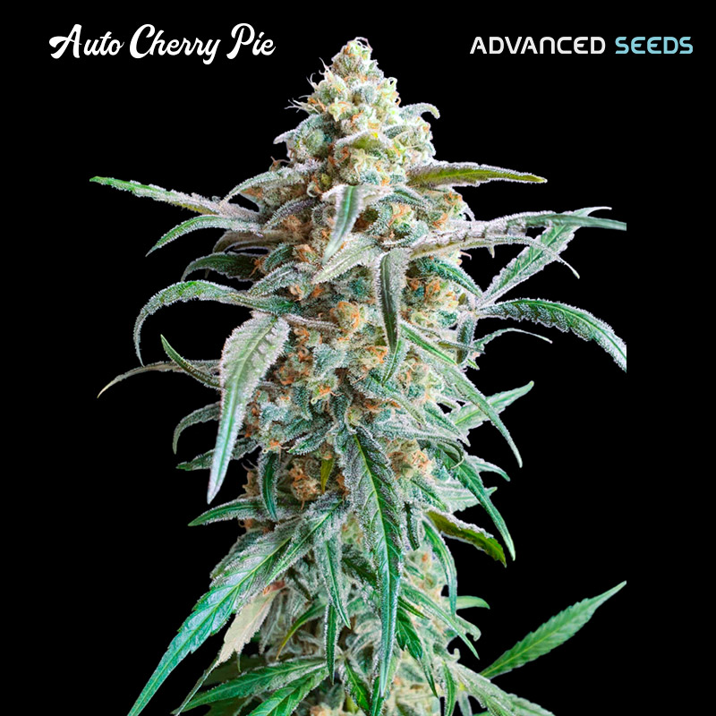 AUTO CHERRY PIE (3 y 1) AS