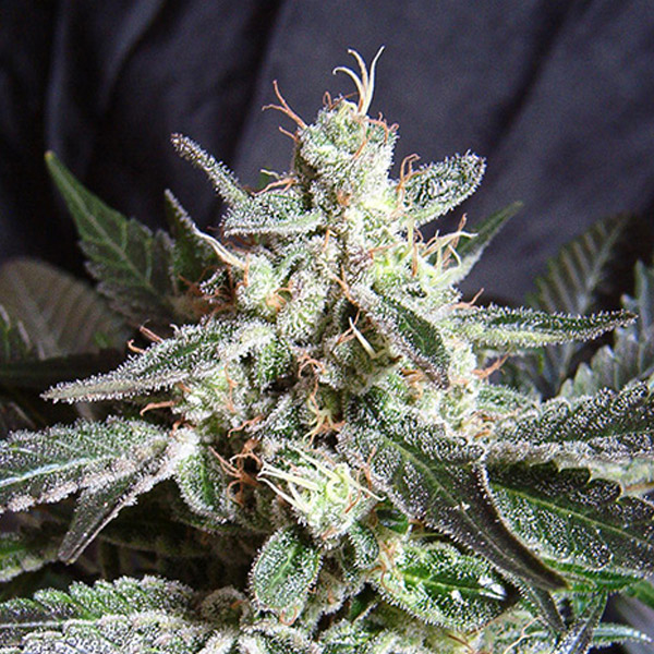 BLACK JACK (3 y 1)