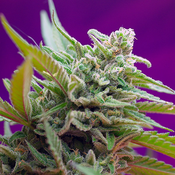BLACK JACK AUTO (3 y 1)