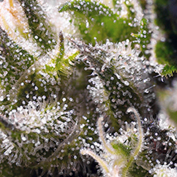 CREAM CARAMEL AUTO (3 y 1)