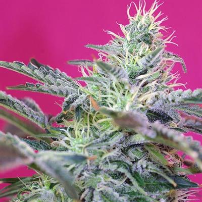 SWEET CHEESE AUTO (3 y 1)