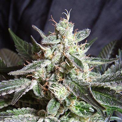 BLACK JACK (5 y 2)