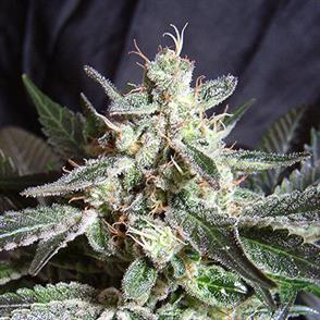 BLACK JACK (5 y 2)