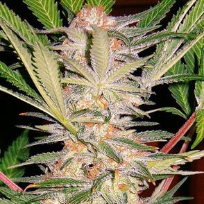 SWEET AFGHANI DELICIOUS (5 y 2)