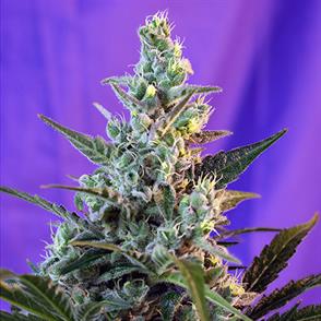 SWEET SKUNK AUTO (5 y 2)