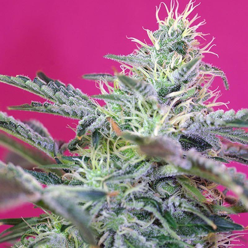 SWEET CHEESE AUTO (5 y 2)