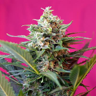 BIG DEVIL XL (3 y 1)