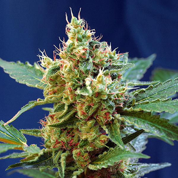 CREAM MANDARINE XL AUTO (3 y 1)