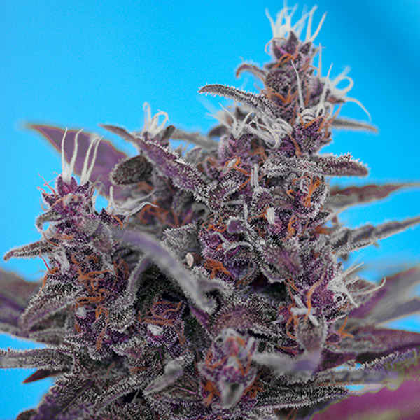 BLACK CREAM AUTO (5 y 2)
