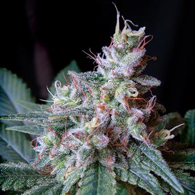 CREAM CARAMEL (5 y 2)