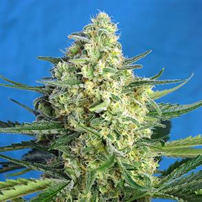 JACK 47 XL AUTO (5 y 2)