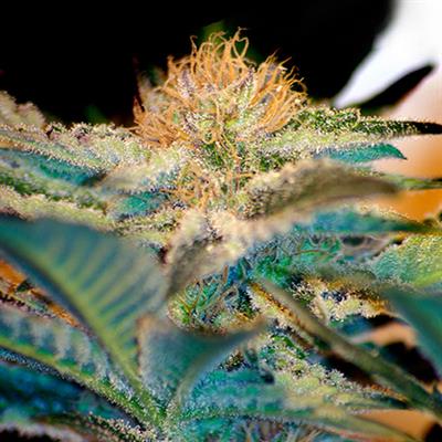 MOHAN RAM (5 y 2) MOHAN RAM (5 y 2)