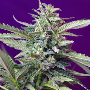 SWEET AFGHANI DELICIUS AUTO (5 y 2)