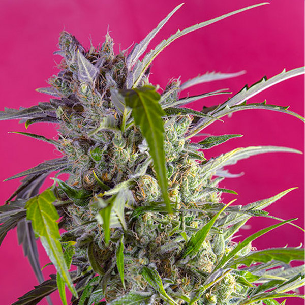 CRYSTAL CANDY AUTO (5 y 2)