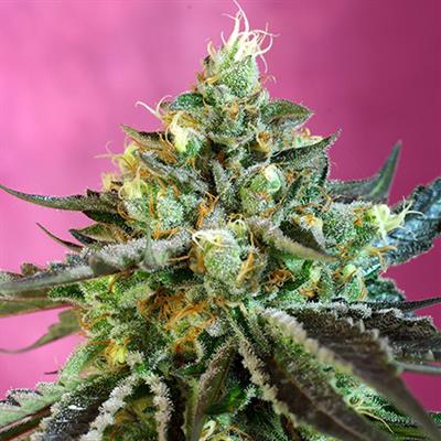 SWEET NURSE AUTO CBD (3 y 1)
