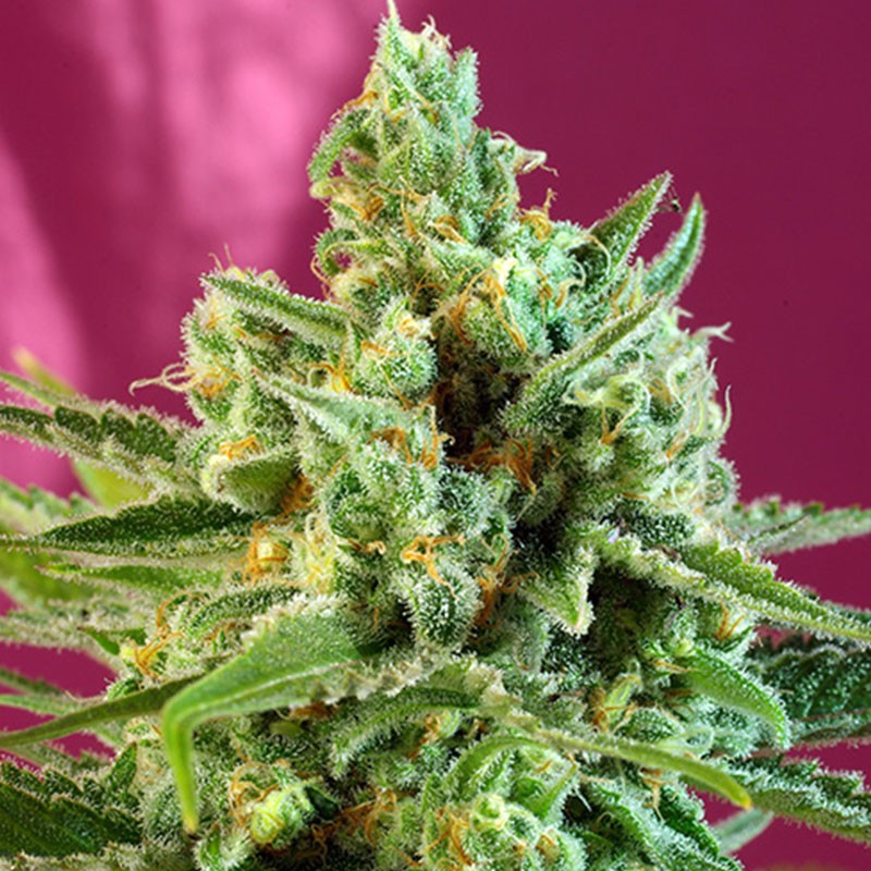 SWEET AFGHANI DELICIOUS CBD (5 y 2)