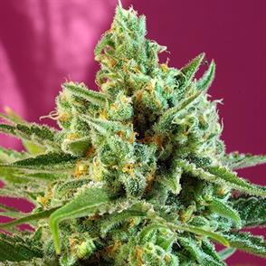 SWEET AFGHANI DELICIOUS CBD (5 y 2)