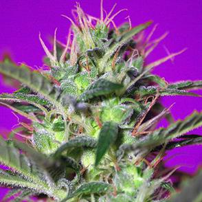 BOTAFUMEIROS (5 y 2)