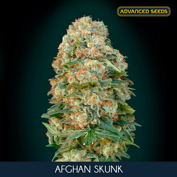 AFGHAN SKUNK (3 y 1) AS
