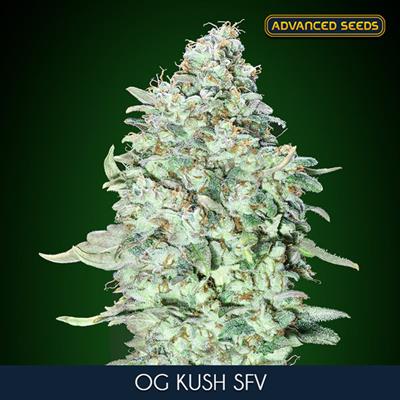 OG KUSH S.F.V. (3 y 1) AS