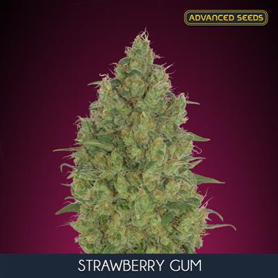 STRAWBERRY GUM (3 y 1)