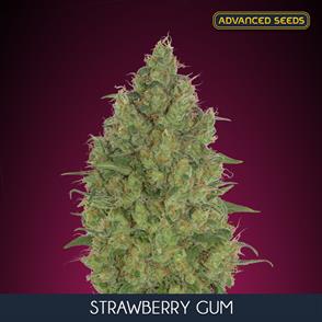 STRAWBERRY GUM (3 y 1)