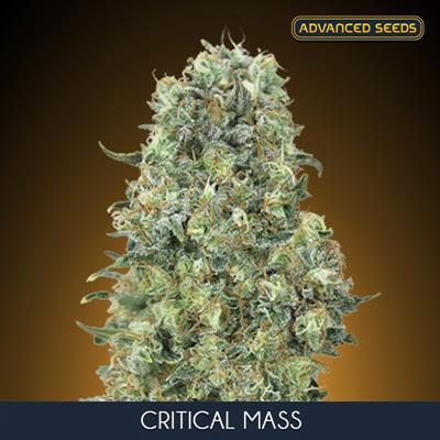 CRITICAL MASS (3 y 1) AS