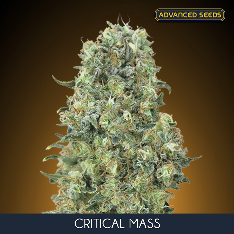 CRITICAL MASS (3 y 1) AS