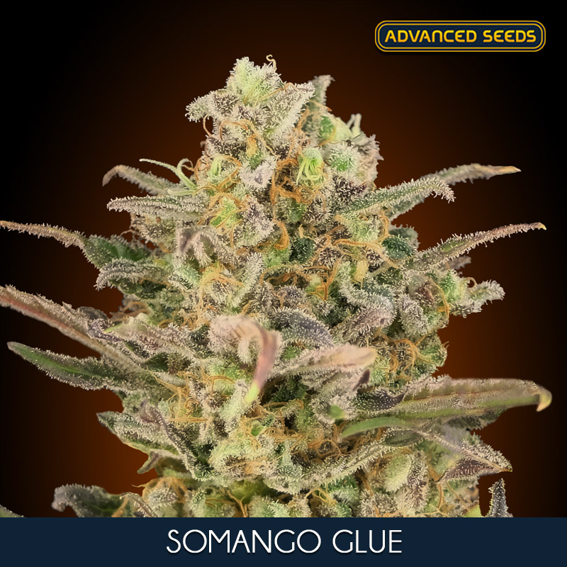 SOMANGO GLUE (3 y 1) AS