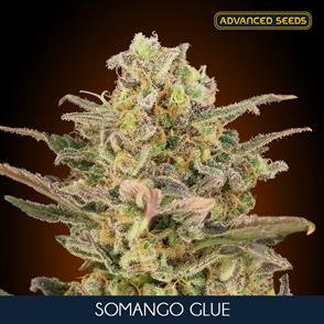 SOMANGO GLUE (3 y 1) AS