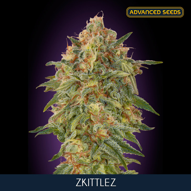 ZKITTLEZ (3 y 1) AS