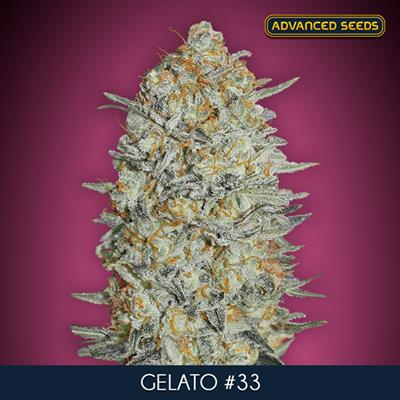 GELATO 33 (3 y 1) AS
