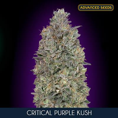 CRITICAL PURPLE KUSH (3 y 1) AS