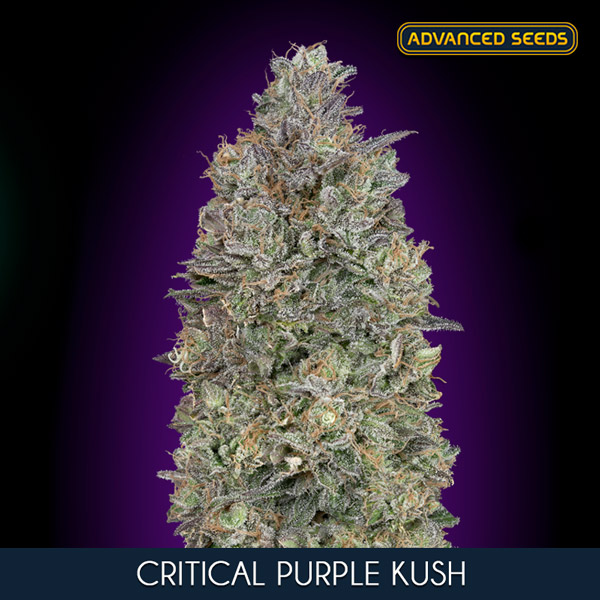 CRITICAL PURPLE KUSH (3 y 1) AS