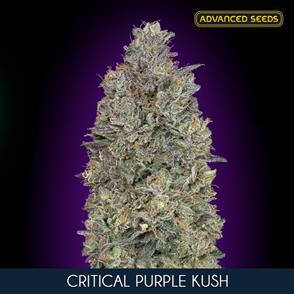 CRITICAL PURPLE KUSH (3 y 1) AS