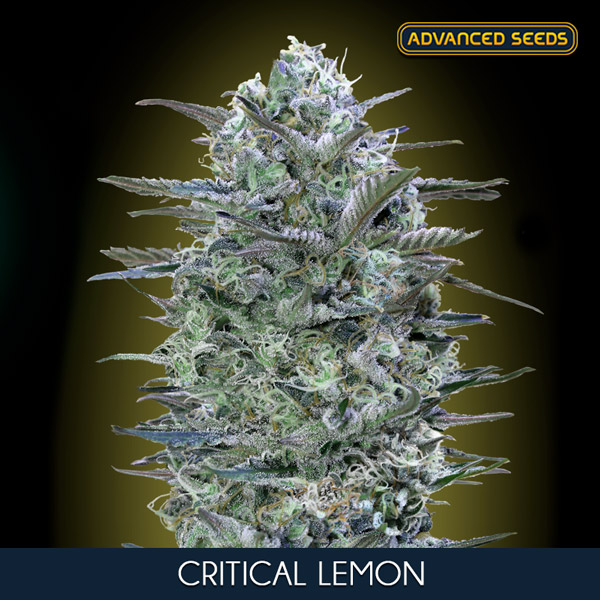 CRITICAL LEMON (5 y 2) AS