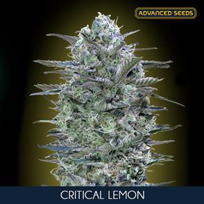 CRITICAL LEMON (5 y 2) AS