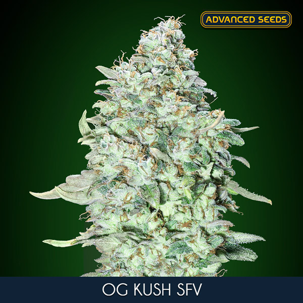 OG KUSH S.F.V. (5 y 2) AS