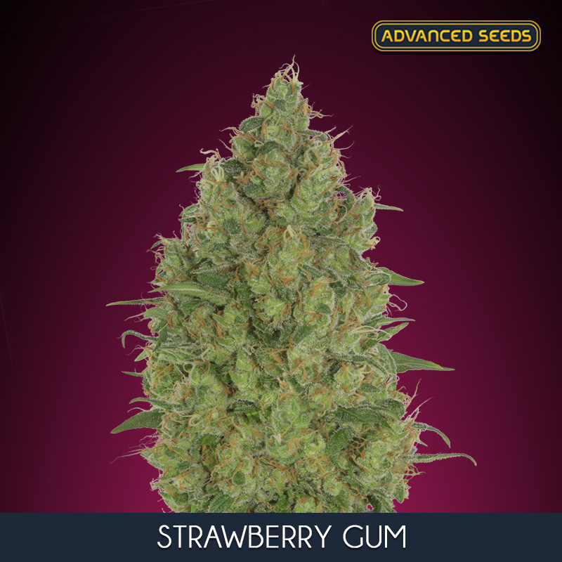 STRAWBERRY GUM (5 y 2) AS