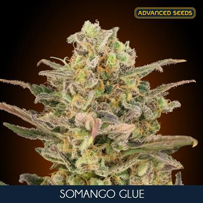 SOMANGO GLUE (5 y 2)