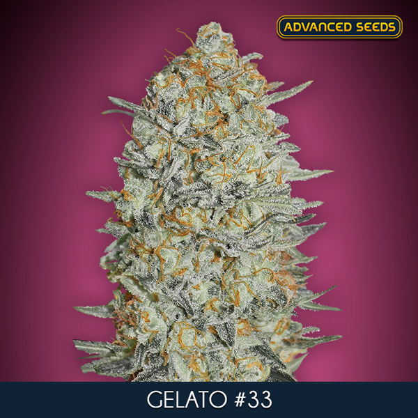 GELATO 33 (5 y 2) AS