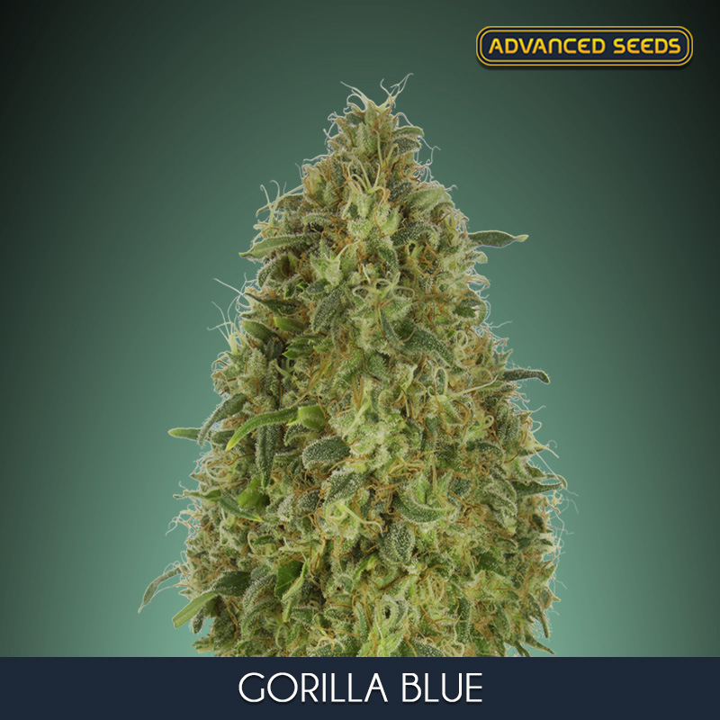 GORILLA BLUE (5 y 2) AS
