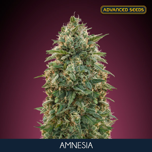AMNESIA (5 y 2) AS