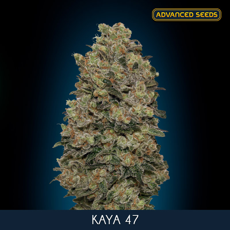KAYA 47 (5 y 2) AS