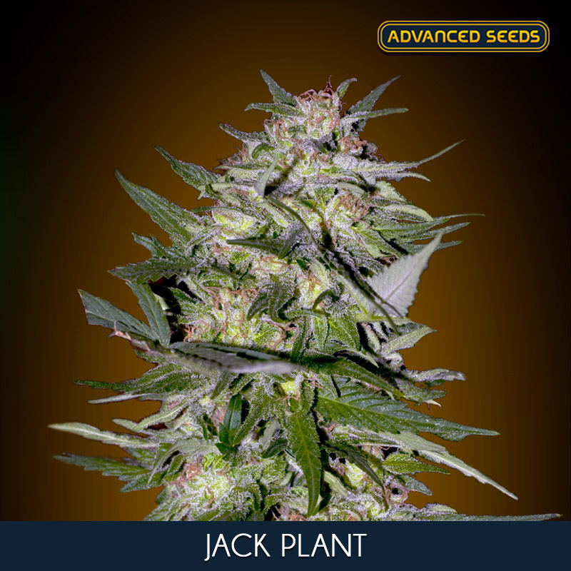 JACK PLANT (5 y 2) AS